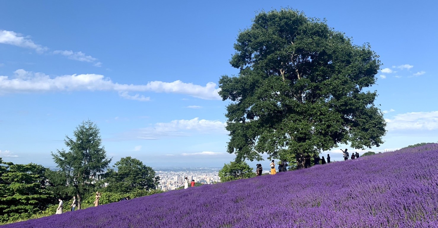 幌見峠　ラベンダー